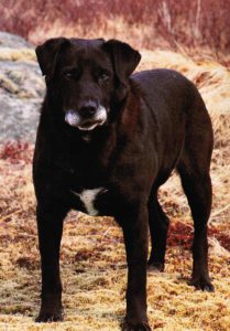 lassie-st-johns-water-dog